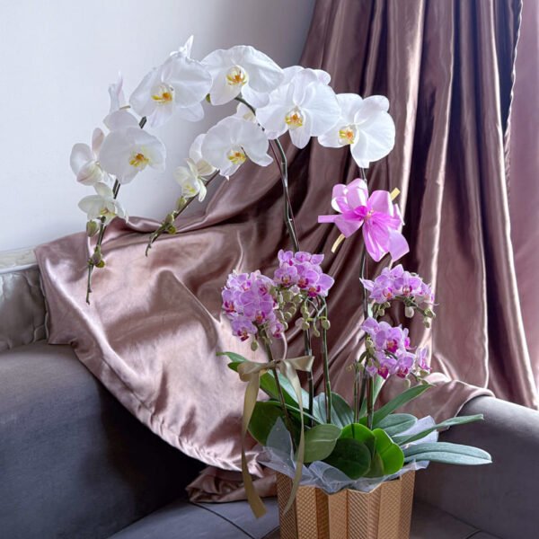 Plants | Gold Star Phalaenopsis Orchid