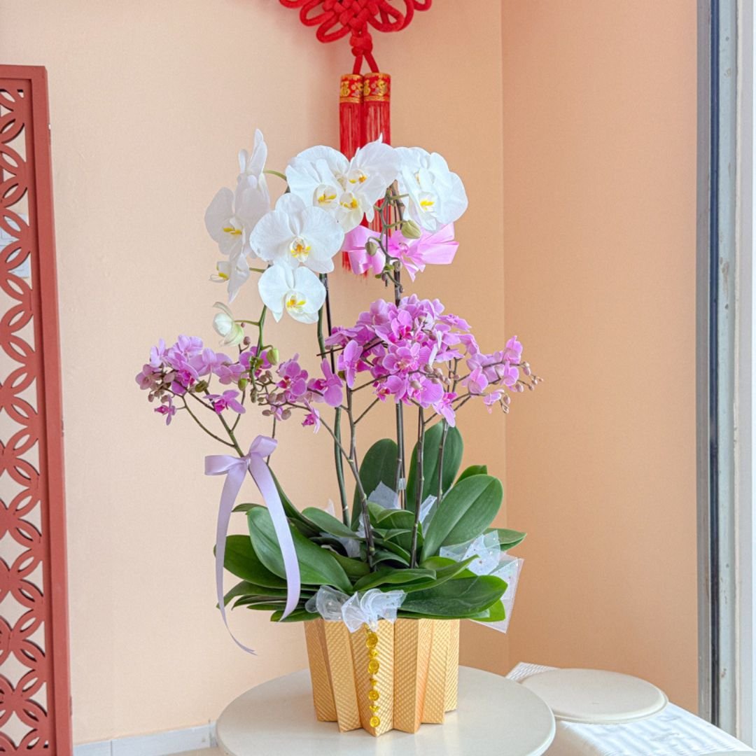 Gold Star Phalaenopsis Orchid