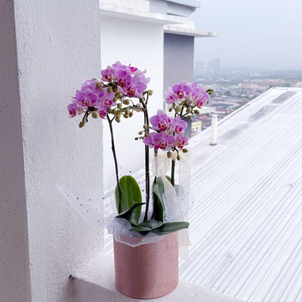 Plants | Starling Phalaenopsis orchid Mini Double